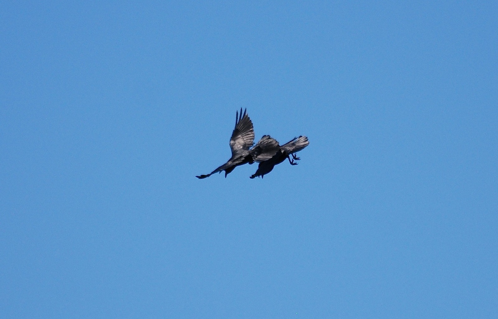 Corvus corax [gara di acrobazia (amorosa?)]